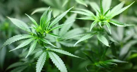 Regular marijuana use linked to risk for HF, major adverse heart, brain events