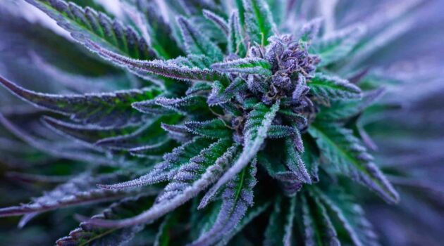 Democrats Seek Updated Federal Financial Rules for Cannabis Business Owners With Weed Convictions