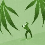 Perspective: It’s time to stop pretending that regular cannabis use is harmless
