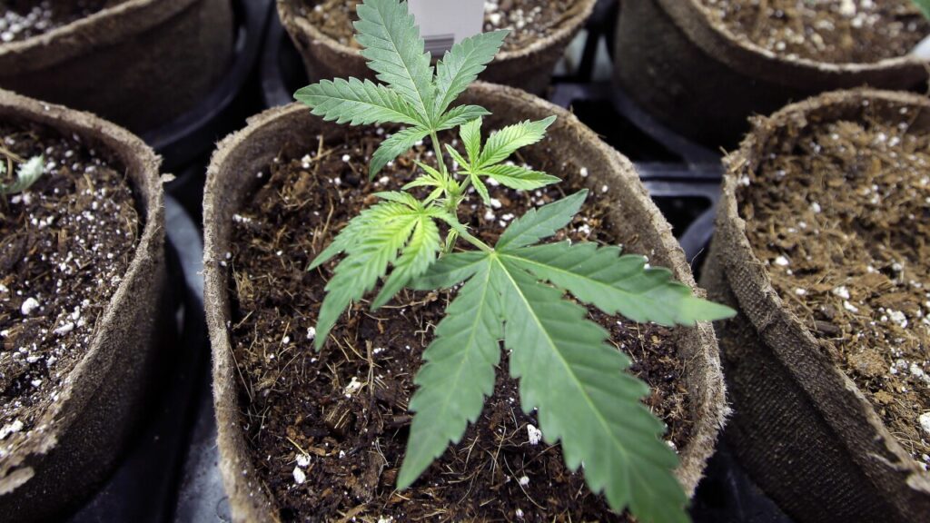 Marijuana legalization would add $260M to Ohio economy, study predicts