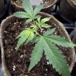 Marijuana legalization would add $260M to Ohio economy, study predicts