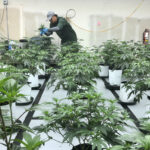 USDA is giving some farmers an ultimatum: Grow hemp or marijuana