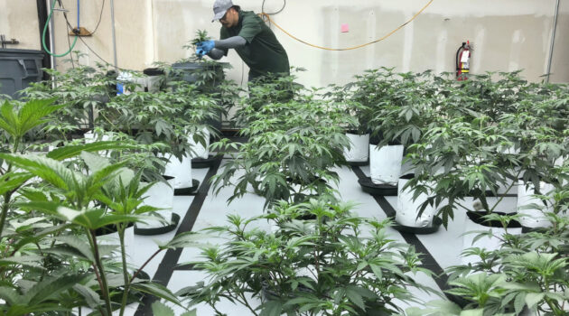 USDA is giving some farmers an ultimatum: Grow hemp or marijuana