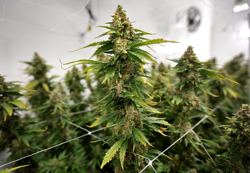 Missouri nearing $1 billion in recreational marijuana sales