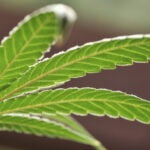 Utah research partnership seeks better understanding of medical cannabis