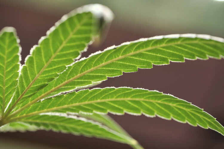 Utah research partnership seeks better understanding of medical cannabis