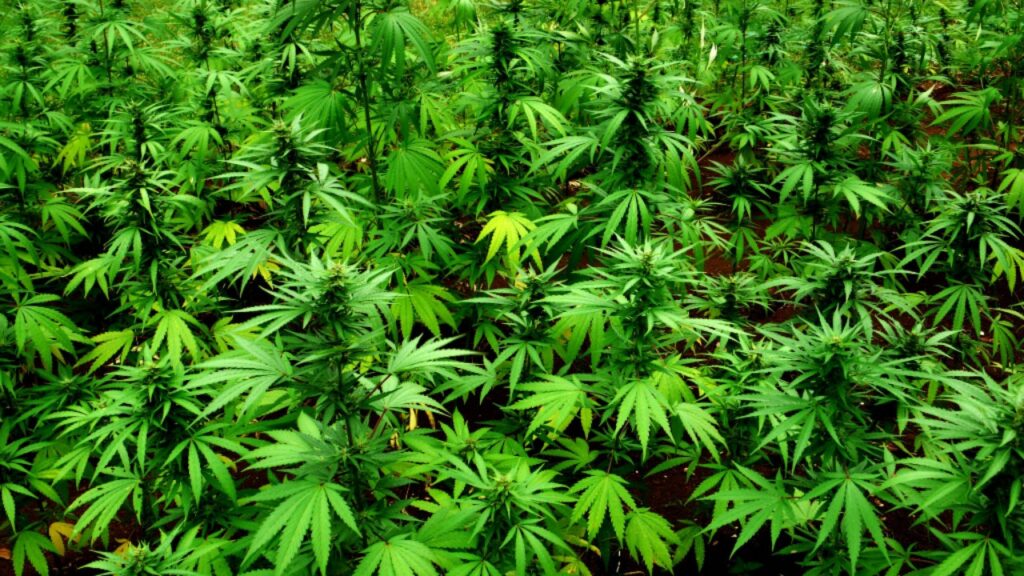 Recreational marijuana sales continue to skyrocket in Maryland