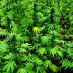 Recreational marijuana sales continue to skyrocket in Maryland