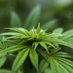 Researchers call for equity in cannabis research