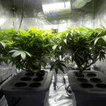 About 40 colleges across the U.S. now offer programs in cannabis studies