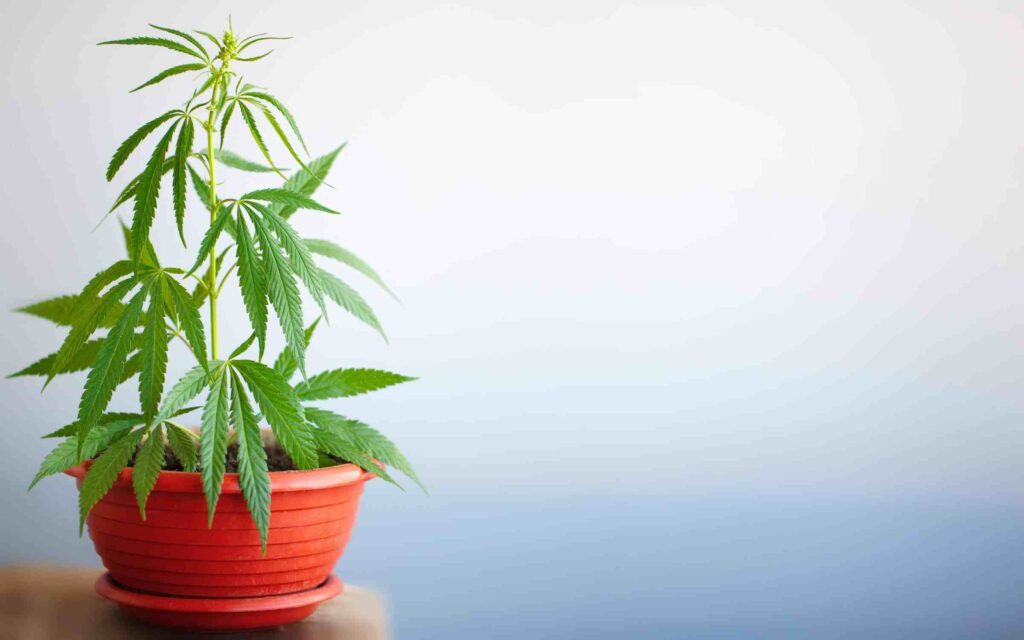 Florida Activists Withdraw Medical Cannabis Home Grow Initiative