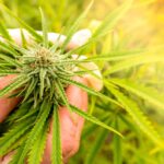 30,000 Papers on Cannabis Published By Scientists in Last Decade