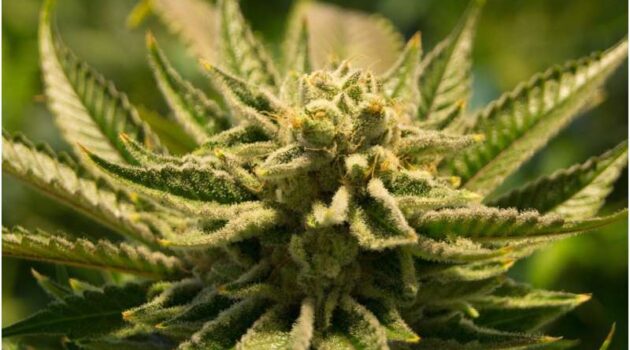 Why get high? Teens use cannabis for coping and enjoyment, finds study