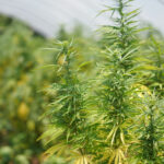 Hawaii Hemp Growers Don’t Want To Be Regulated Like Marijuana