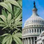 US Congressman Urges DEA to Expedite Rescheduling Cannabis