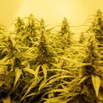 California Agency Announces Illegal Cannabis Seizure Data from 2023