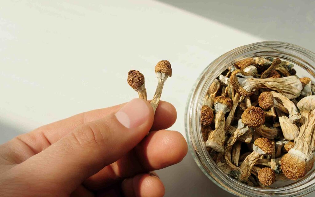 Rhode Island Bill Would Allow Psilocybin Cultivation, Possession Under 1 Ounce