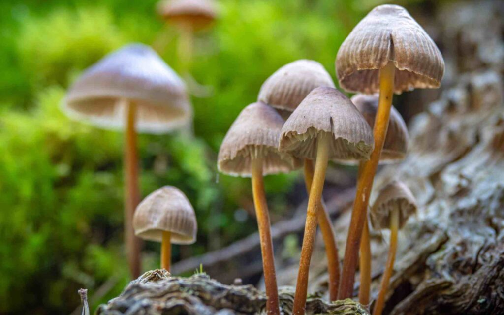 GOP-Backed Bill in Indiana Would Create Fund To Study Shrooms