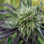 Maine’s 2023 Adult-Use Cannabis Sales Top $200 Million