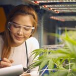 M State launches cannabis certificate programs
