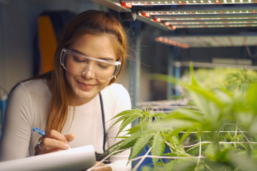 M State launches cannabis certificate programs