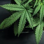 Marijuana deliveries banned in Castle Rock