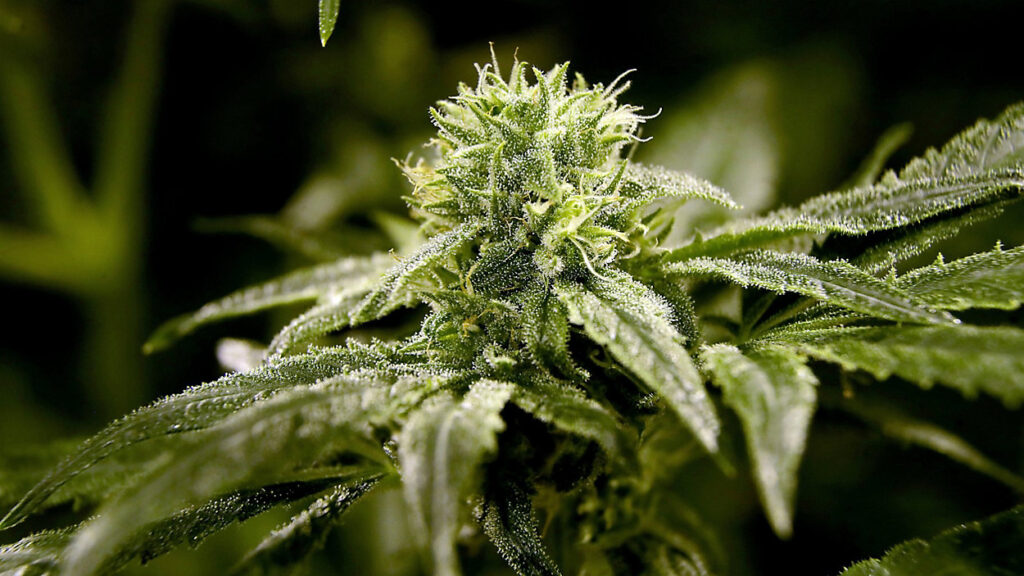 Cannabis growers, sellers push Legislature to fix New York's broken market