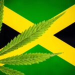 Jamaica Company Exports THC to U.S. for Analytic Testing