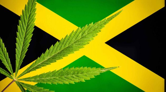 Jamaica Company Exports THC to U.S. for Analytic Testing