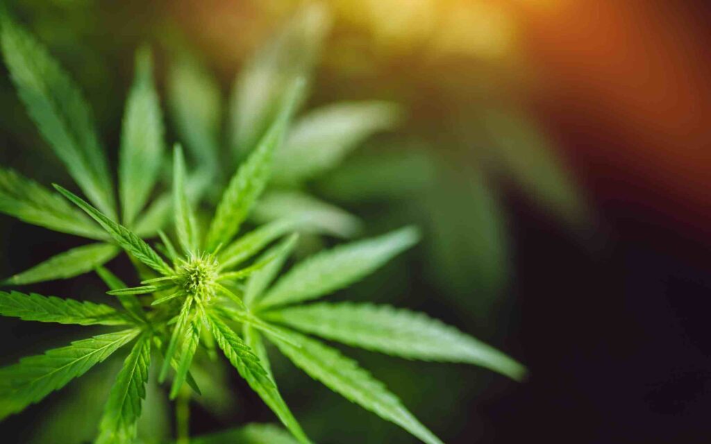 Florida House Panel Advances Bill To Restrict Hemp Cannabinoids
