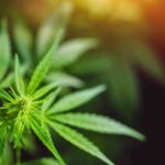 Florida House Panel Advances Bill To Restrict Hemp Cannabinoids