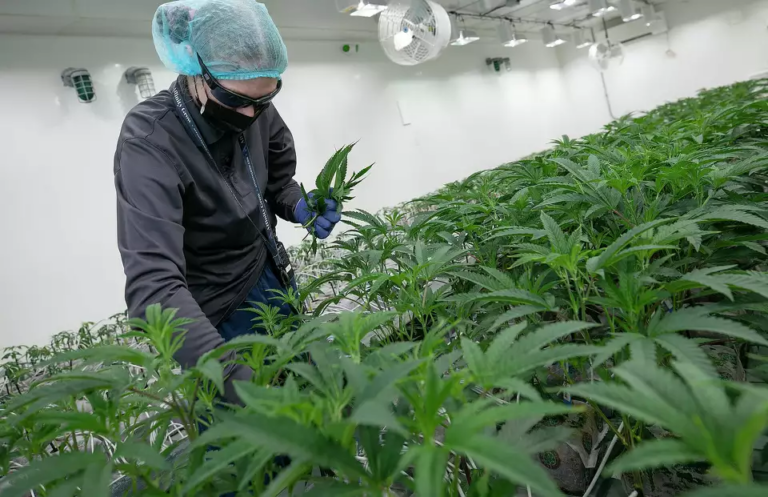 A look inside Connecticut's first cannabis 'micro-cultivator' - Dabbin ...