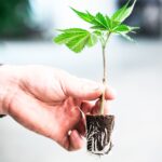 Cannabis Cultivator Fees Waived in New York Until 2026