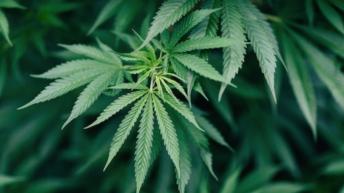Feds to reclassify marijuana as less-dangerous drug, won’t legalize it