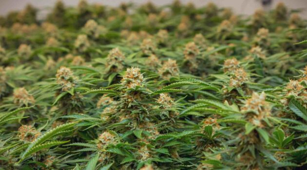 Feds File Charges Against Maine Weed Grower After Probe Spanning 20 States