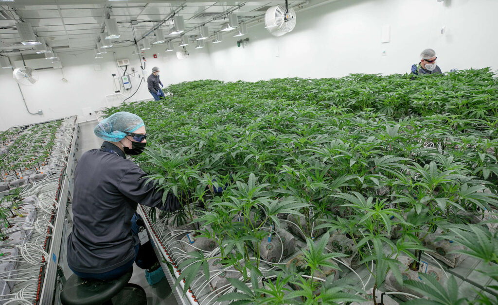 New Canaan firm invests $16 million in a new East Hartford cannabis facility