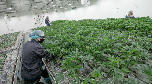 New Canaan firm invests $16 million in a new East Hartford cannabis facility