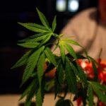 State agency approves loan for tribal cannabis facility over board's recommendation