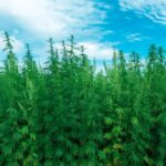 Connecticut joins ranks of states restricting intoxicating hemp products