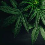 Not a token step on cannabis: Federal downgrading of drug is welcome