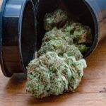 DEA Report Reflects Average Potency of THC in Illegal Cannabis at 16%