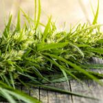 Connecticut House Approves Bill Regulating Hemp Products