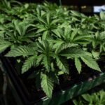 How marijuana's reclassification could change U.S. drug policy