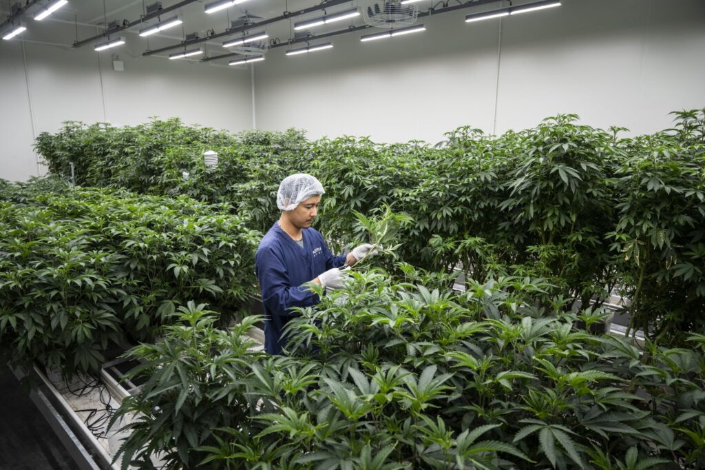 Thai Plan to Curb Cannabis Use Triggered by Medical-Costs Jump