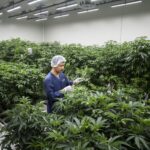 Thai Plan to Curb Cannabis Use Triggered by Medical-Costs Jump