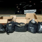 Nearly 150 pounds of marijuana found during Thurston County traffic stop