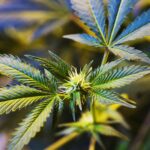 N.Y. cannabis board formally adopts final homegrown rules