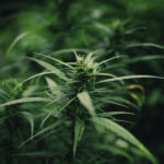 Opinion: A new dawn for outdoor cannabis cultivation in CT
