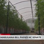 NC Senate approves bill legalizing medical marijuana 36-10; measure goes to House next