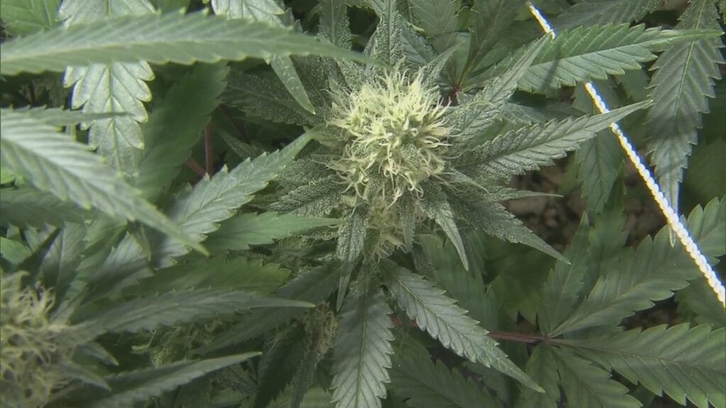 'This is a very big deal' | Door opens slightly for commercial marijuana sales in DC